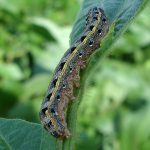 larva-998570_1280