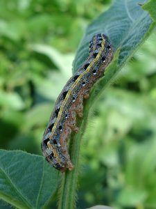 Armyworms | Argyle Feed