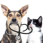 dog and a cat and a stethoscope