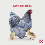 FlockTalk2019