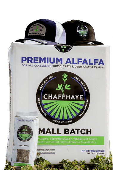 Chaffhaye Alfalfa 