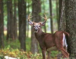 Deer Antler Growth - Trophy Bucks