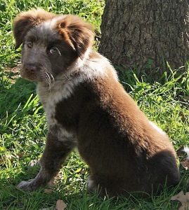 dog doing happy dance