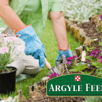 Argyle Gardening