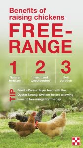 tips for keeping free-range chickens