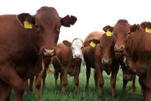 Cattle Mineral Tips for Fall