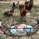Tips for Collecting Chicken Eggs