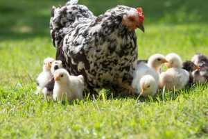 free-range chickens in a yard