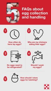 tips for collecting eggs from purina