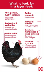 what to look for in a chicken layer feed