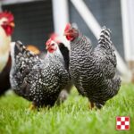 purina-hens