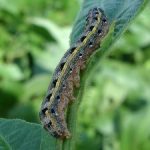 armyworm