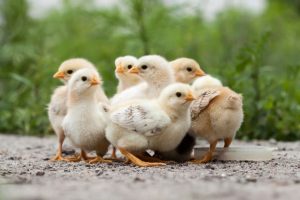 4-5 Week Old Chicks