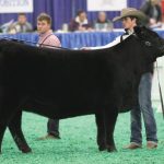 Facebook Honor Show Cattle Terms