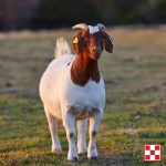 single goat looking at you with Purina logo