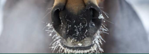 Get Your Horse to Drink More Water During Winter