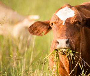 cattle mineral tips for spring