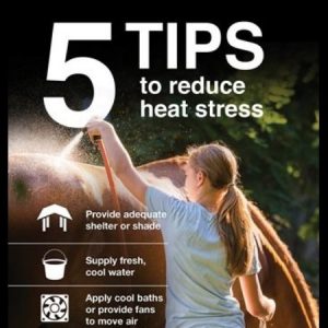 5 Tips From Purina To Reduce Horse Heat Stress. Girl washing brown horse.