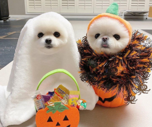 Halloween contest - Halloween Monster Mash