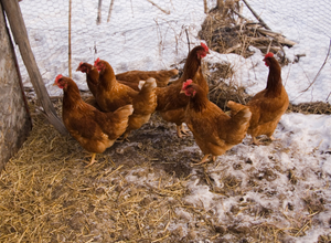 Raising Chickens in the Winter. Red hens in snowy hen yard.