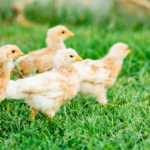 Hen with a flock of chickens