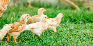 RSVP: 2022 Flock Talk | flock of chickens