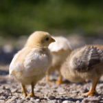 Chicks