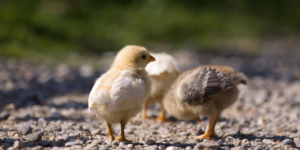 Baby chicks arrive at Argyle Feed Store