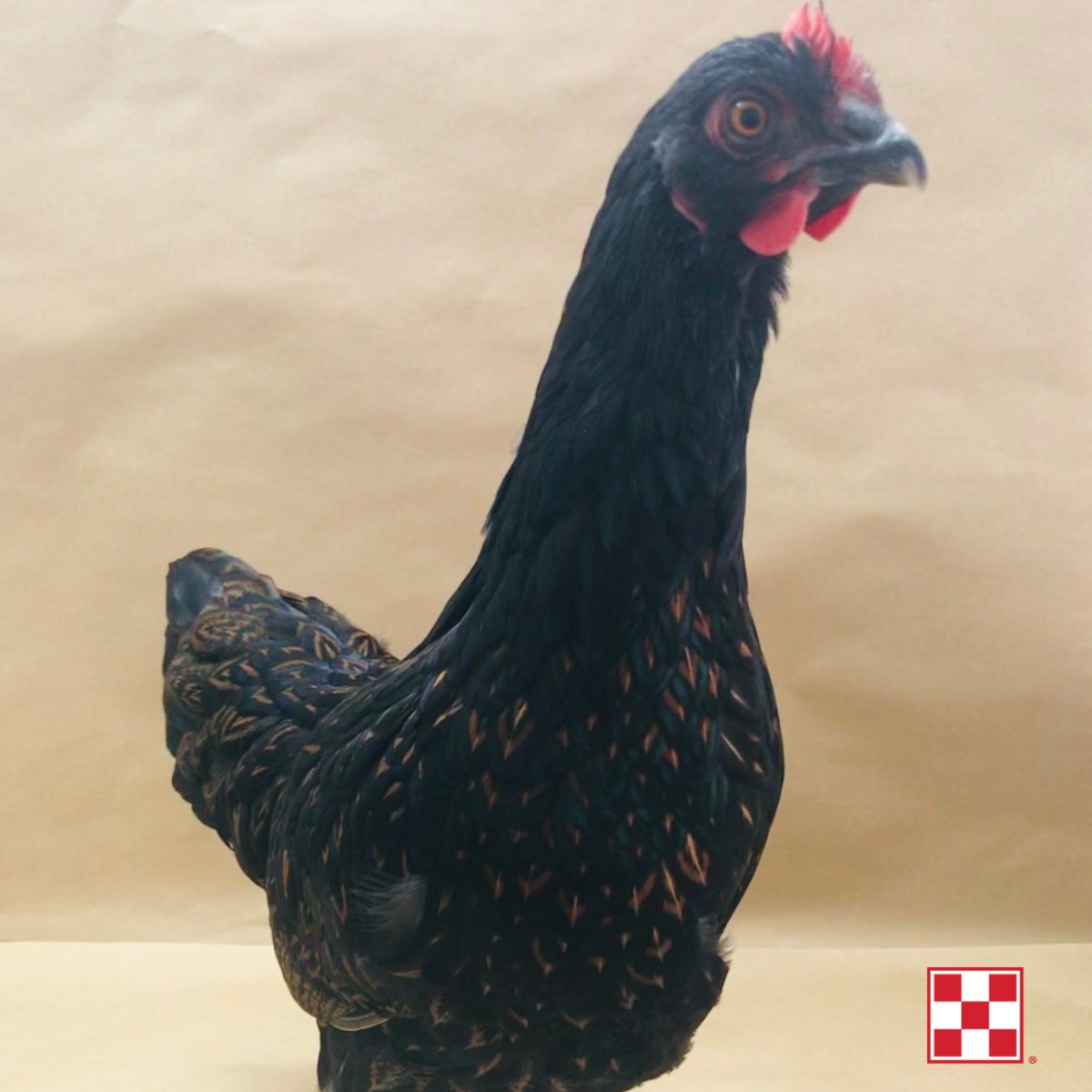 Barnevelder chicken