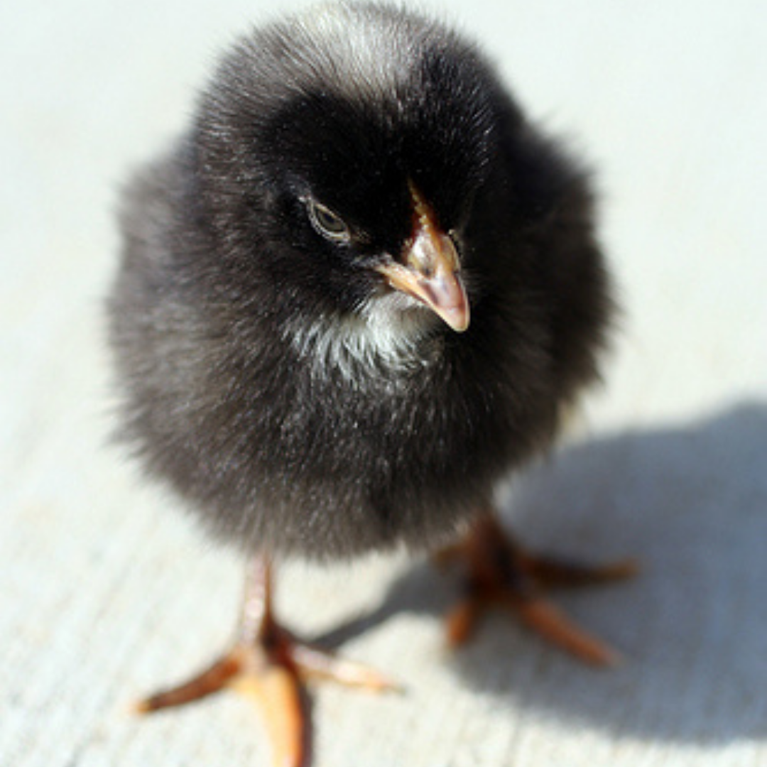 Barred Rock Pullet