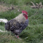 Cuckoo Marans Hen