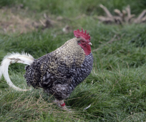 Cuckoo Marans Hen