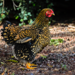 Gold Laced Wyandotte