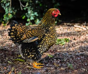 Gold Laced Wyandotte