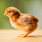 Rhode Island Red Pullet