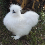 Silkie Chick