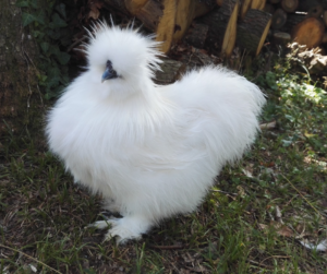 Silkie Chick