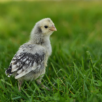 Silver Laced Wyandotte Chick