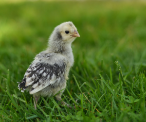 Silver Laced Wyandotte Chick