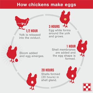 How chickens make eggs