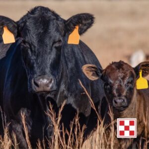 The True Cost of Cheap Minerals. Cows in field.