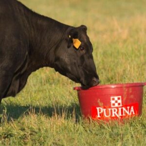 Protein and Fat Critical to Cattle Nutrition. Cattle Supplements.