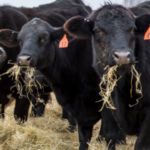 Hay Waste in Winter