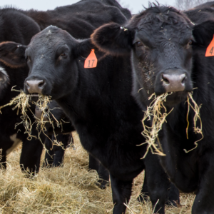 Black cows eating hay