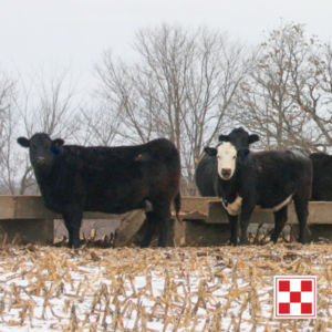 Tackling High Feed Costs. Winter Cows.