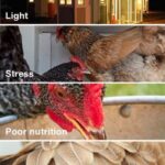 PF_5-reasons-hens-stop-laying-eggs-infographic