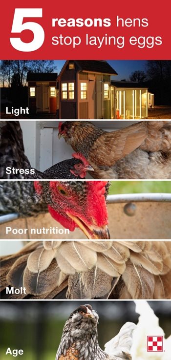 reasons chickens stop laying eggs list