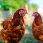 chicken-stop-laying-eggs-feature
