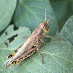 Grasshopper Control Gardens Crops