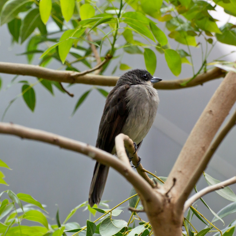 Attracting birds to your yard